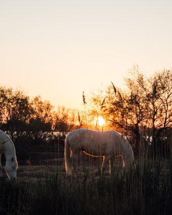 <strong>La Camargue</strong> sauvage : le far west méditerranéen - Hellolaroux