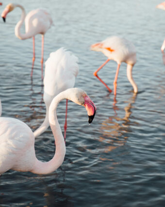<strong>La Camargue</strong> sauvage : le far west méditerranéen - Hellolaroux