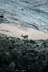 Bouquetin sur le glacier de Gébroulaz