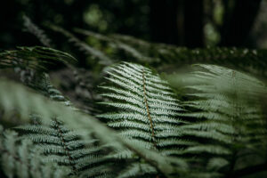 fougères dans le parc du Morne aux Seychelles