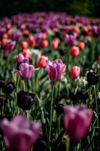 visiter les jardins d'Annevoie en Wallonie