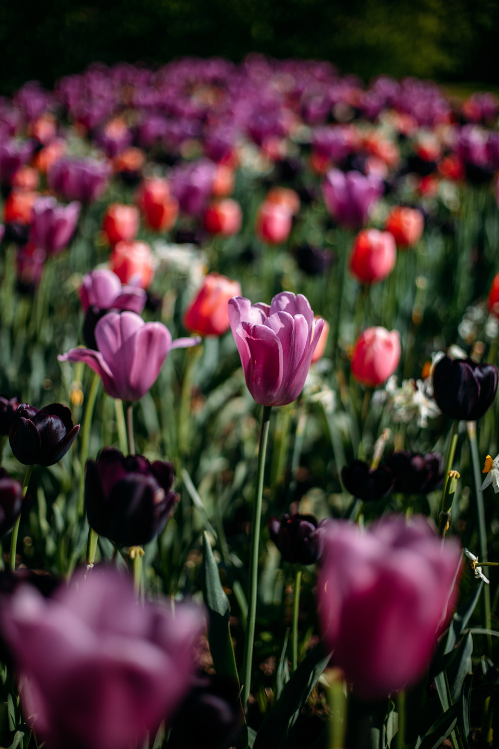 visiter les jardins d'Annevoie en Wallonie