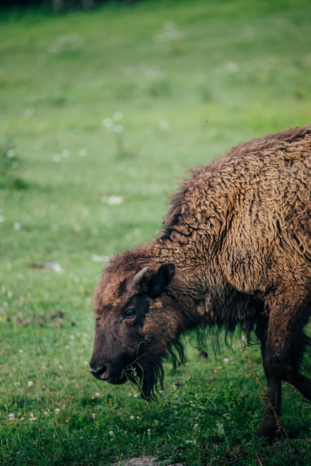 voir des bisons au parc oméga