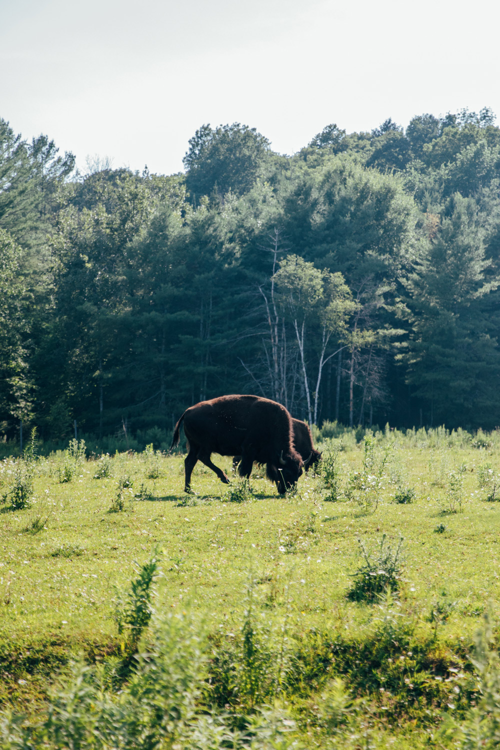 voir des bisons au Parc Oméga à Montebello