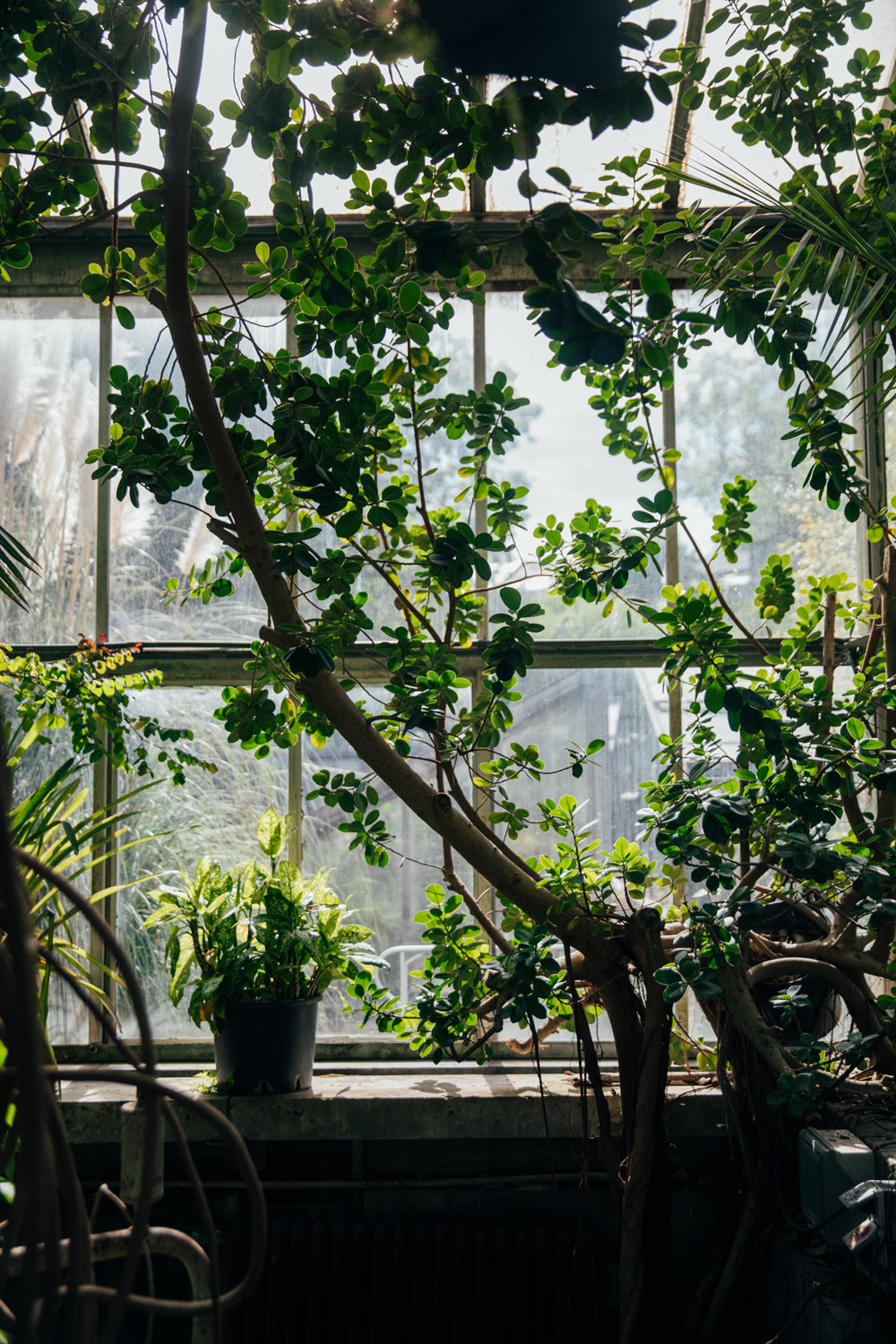 les serres du jardin botanique de Liège