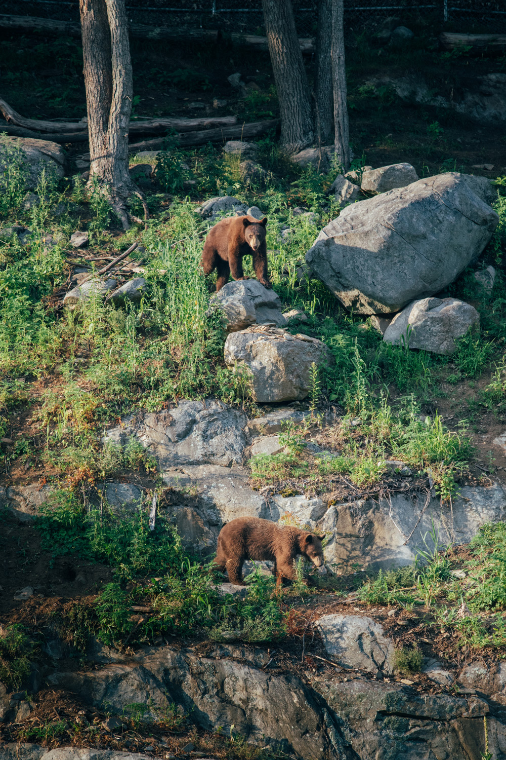 observer des ours au Parc Oméga
