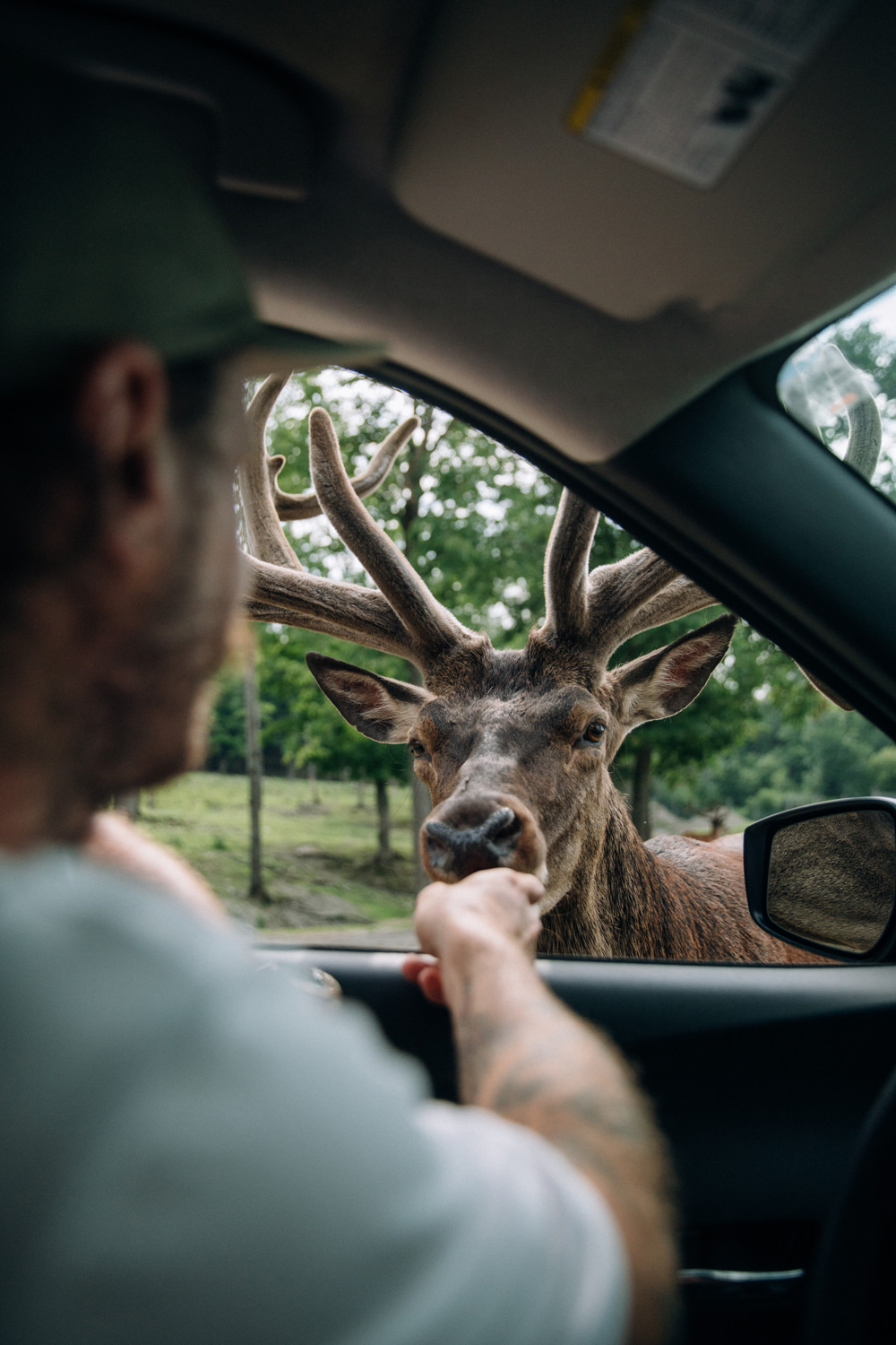 faire un safari au Québec au parc Oméga