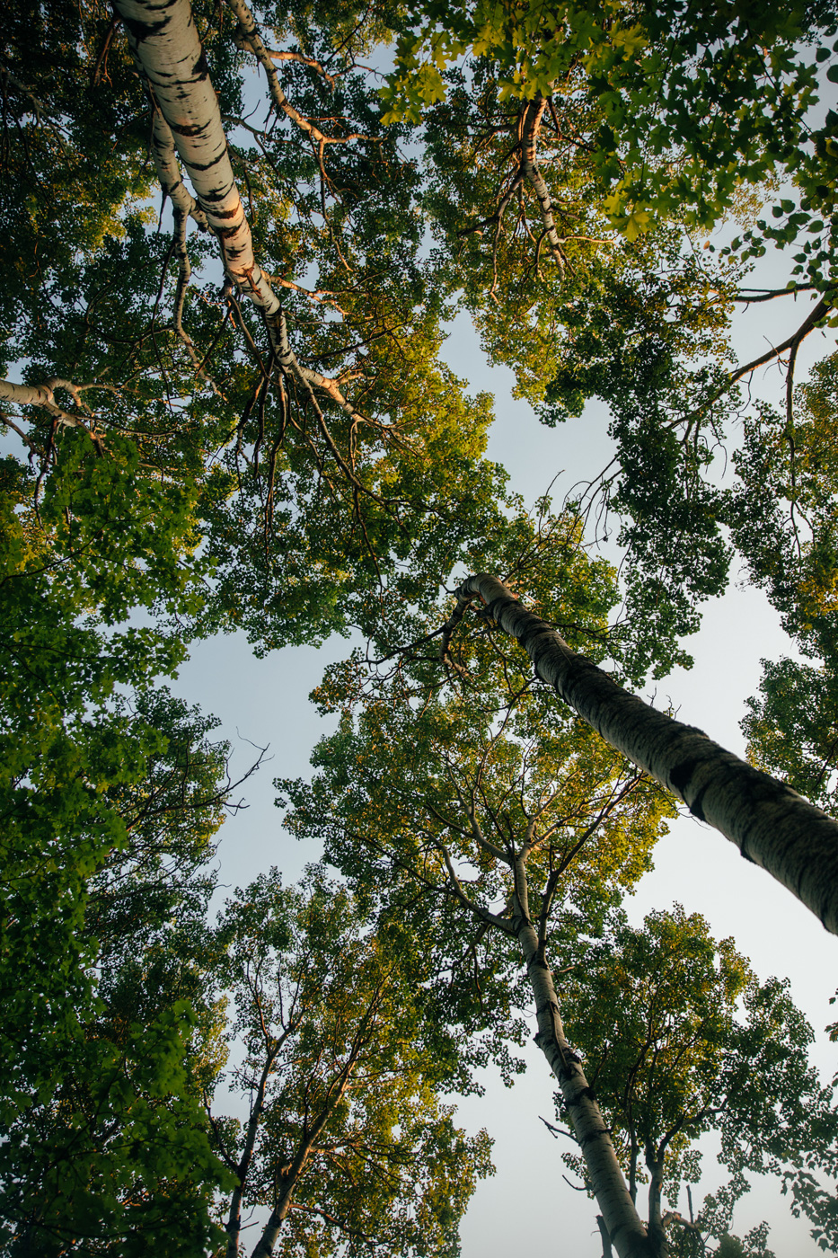 paysage en randonnée dans la forêt