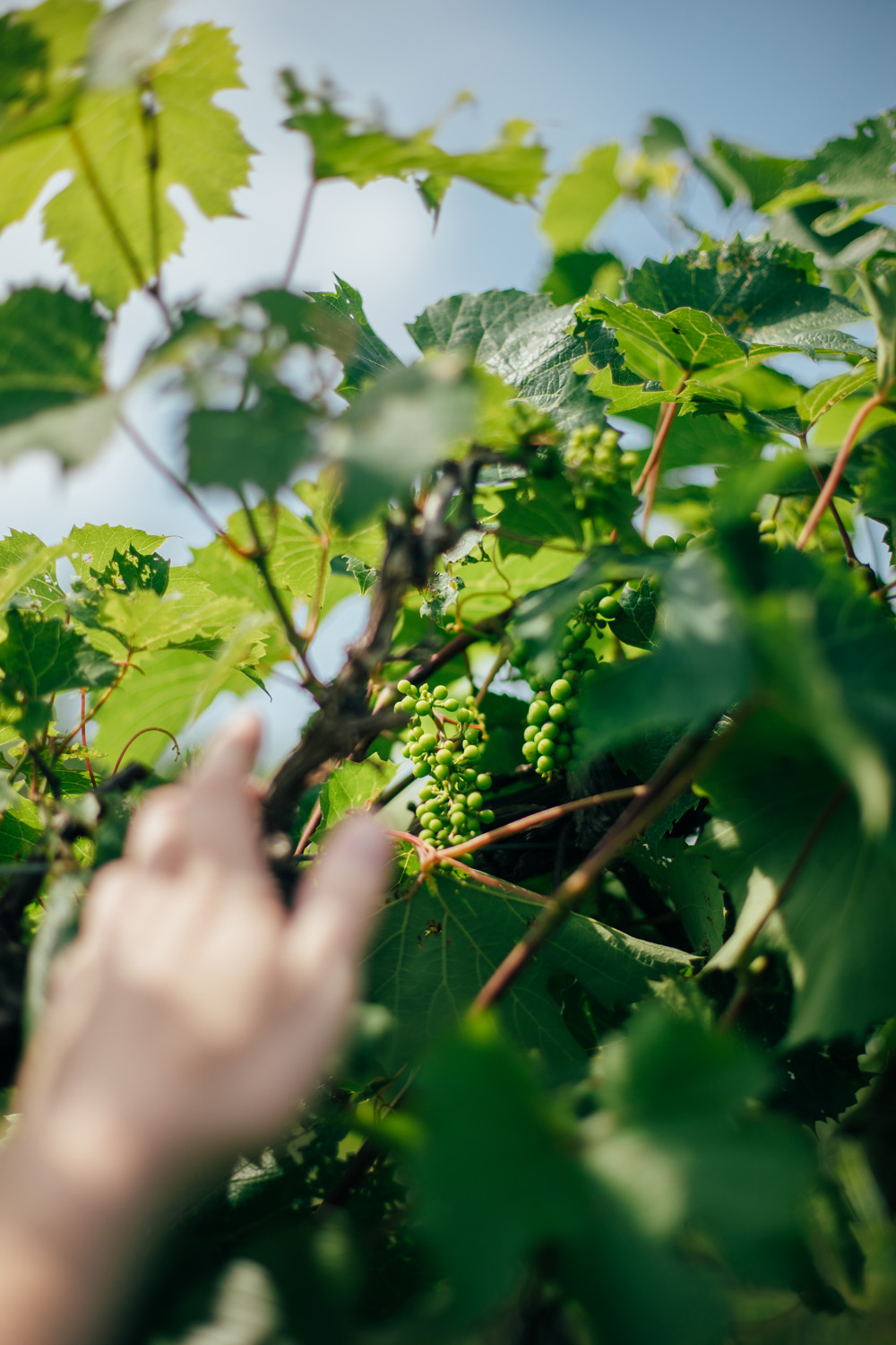 visite du vignoble Petit Chariot Rouge
