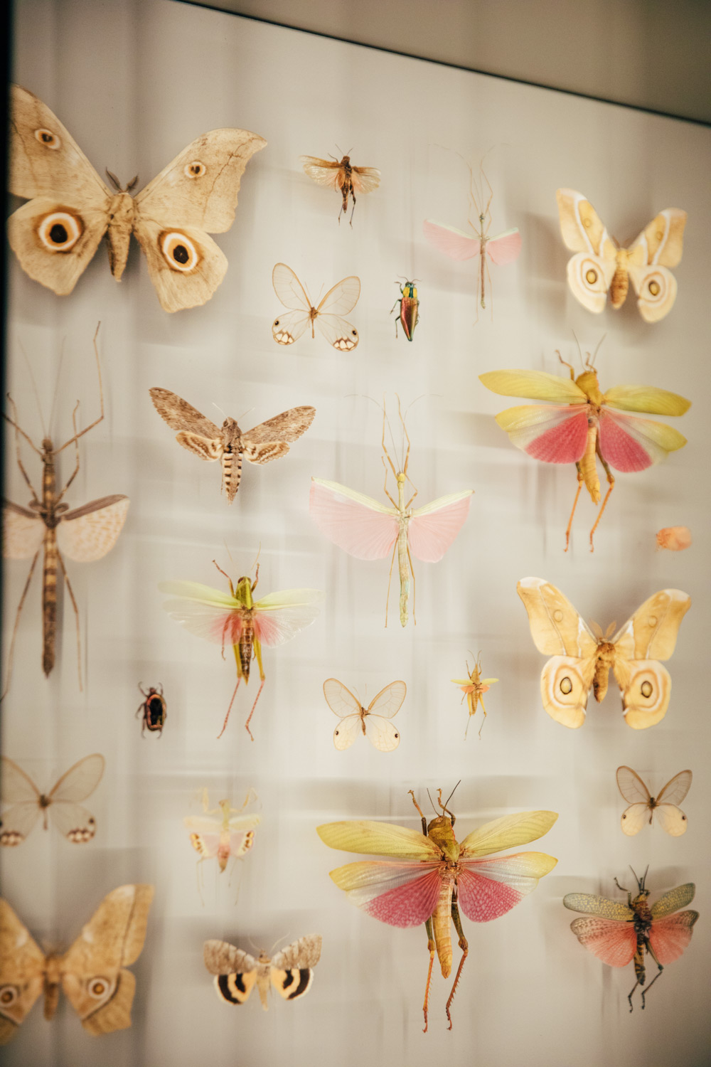 insectarium de Montréal