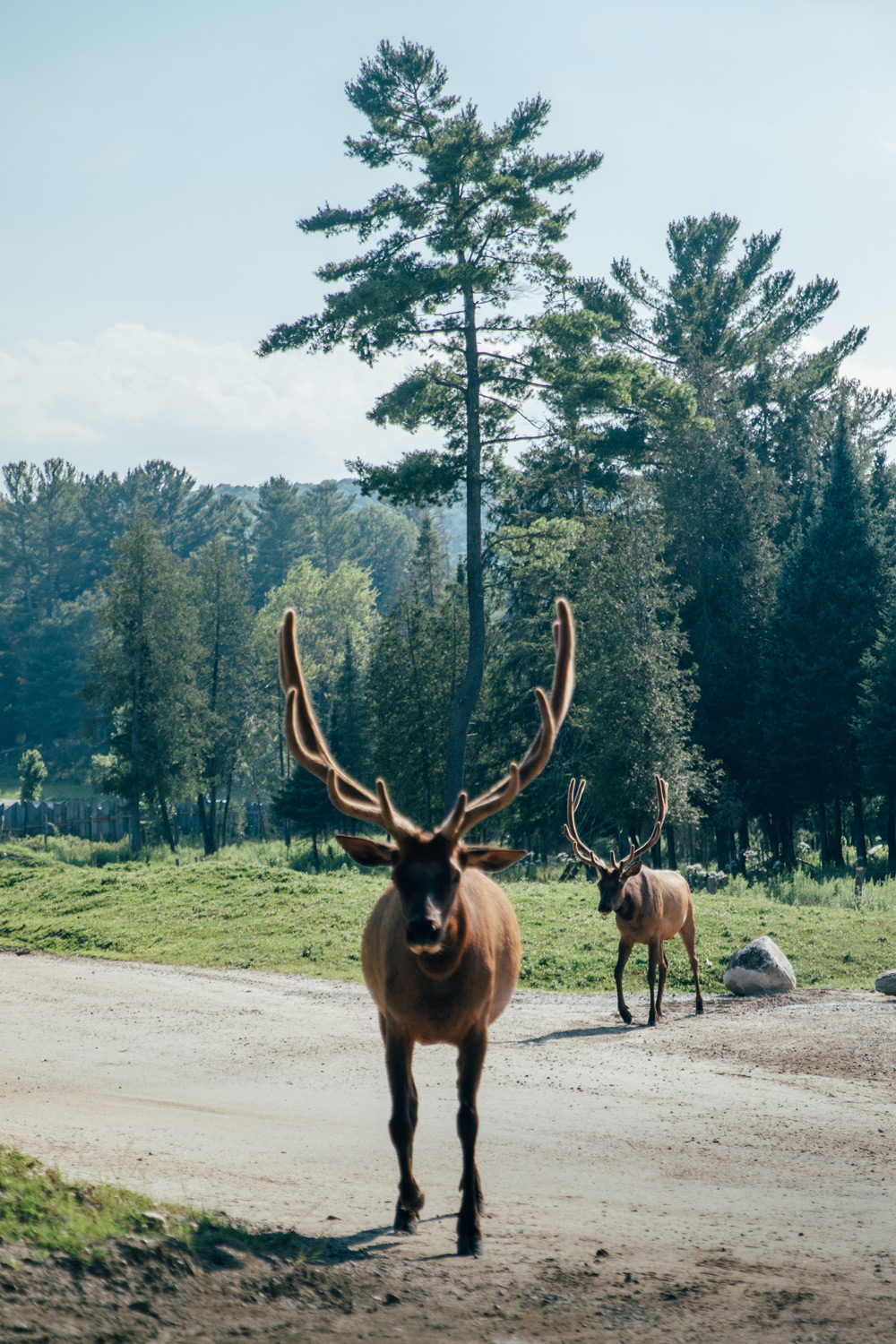 un wapiti croisé au parc oméga